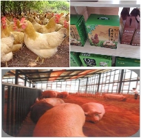 文章详情图片
