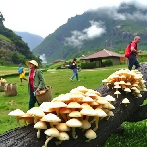 陕西镇巴：大巴山深处育“菌”香 小菌菇成富民大产业