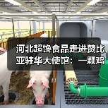 河北超馋食品走进赞比亚驻华大使馆:一颗鸡蛋里的中非农业合作新篇章(图1) 河北超馋食品走进赞比亚驻华大使馆:一颗鸡蛋里的中非农业合作新篇章(图1)