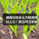 湖南剁椒鱼头为啥越辣越上头?地道味道的秘密藏不住了!️(图3) 湖南剁椒鱼头为啥越辣越上头?地道味道的秘密藏不住了!️(图3)