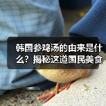 韩国参鸡汤的由来是什么?揭秘这道国民美食背后的养生智慧!(图1) 韩国参鸡汤的由来是什么?揭秘这道国民美食背后的养生智慧!(图1)