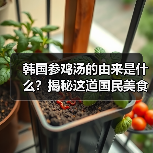 韩国参鸡汤的由来是什么?揭秘这道国民美食背后的养生智慧!(图2) 韩国参鸡汤的由来是什么?揭秘这道国民美食背后的养生智慧!(图2)