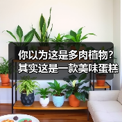 你以为这是多肉植物？其实这是一款美味蛋糕（图4）