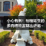 小心有刺!栩栩如生的多肉植物蛋糕出炉咯~(图3) 小心有刺!栩栩如生的多肉植物蛋糕出炉咯~(图3)