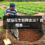 醋泡花生能降血压？真相是……