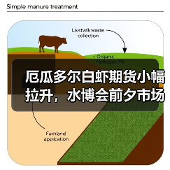 厄瓜多尔白虾期货小幅拉升,水博会前夕市场博弈加剧(图3) 厄瓜多尔白虾期货小幅拉升,水博会前夕市场博弈加剧(图3)