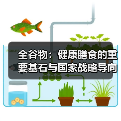 全谷物：健康膳食的重要基石与国家战略导向（图3）