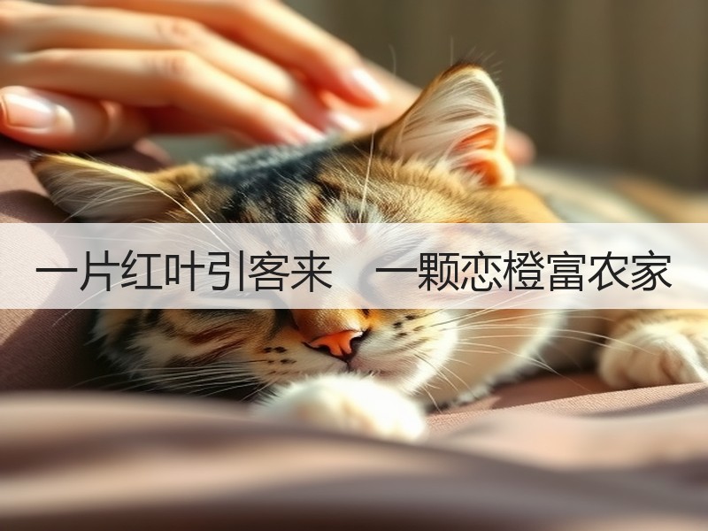 一片红叶引客来　一颗恋橙富农家